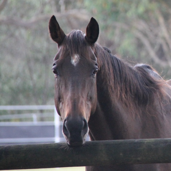 Cappy looking over the top of a wooden fence railing