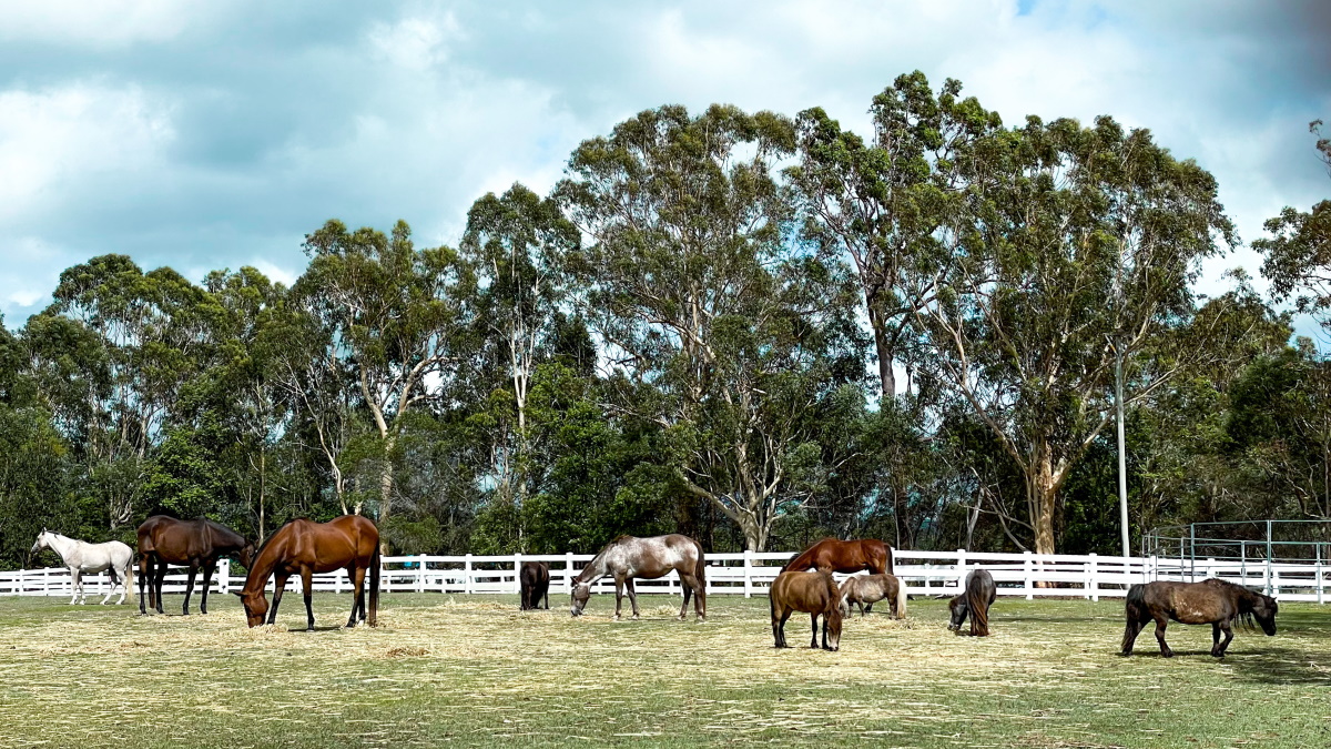 A herd of ten horses grazing on grass, standing in front of a white fenced arena.