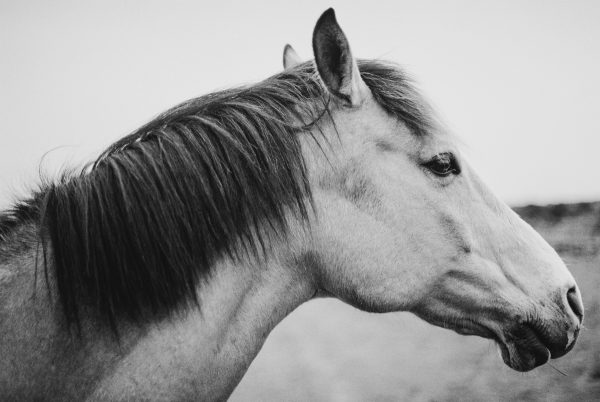 "Side Horse" by Cooper Brady