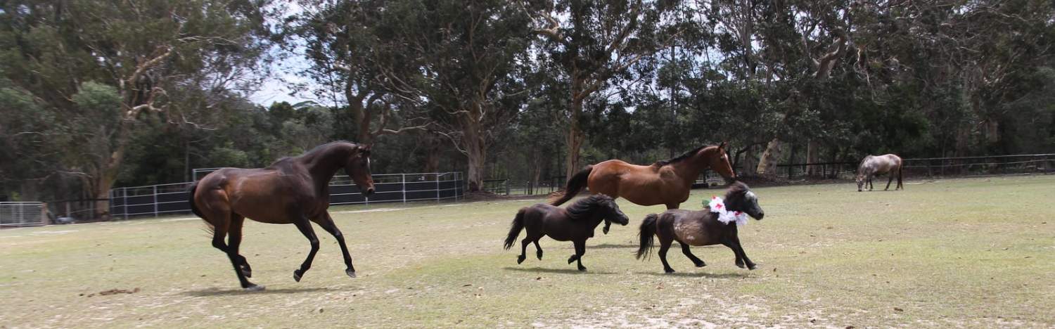 Four of the Hoofbeats herd running around and playing