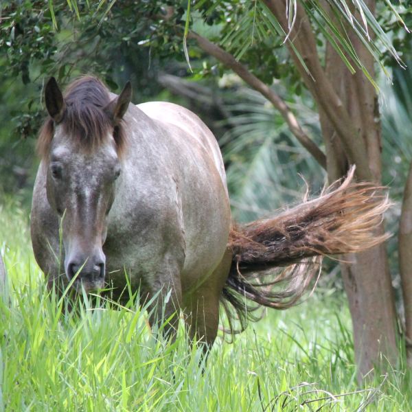 Indy in long grass, head down eating, her tail blowing in the wind