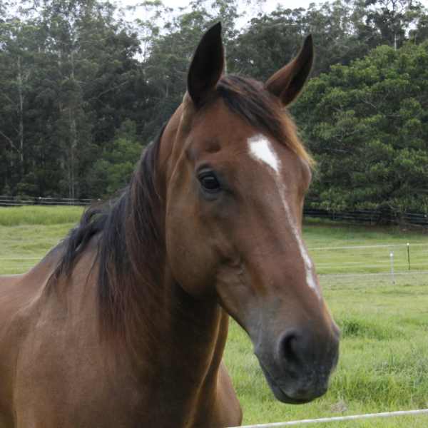 Mack peering out of a grassy paddock