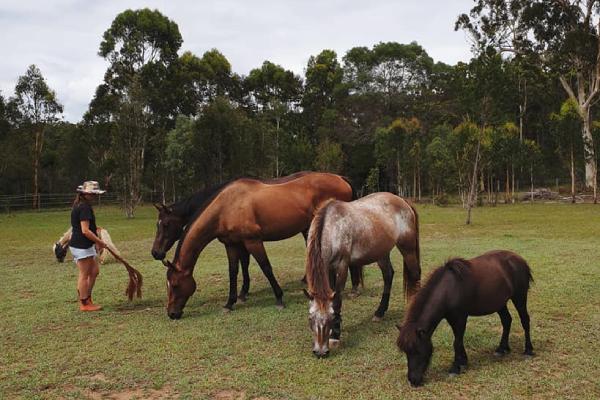 Four of the horses in the Hoofbeats herd grazing on grass in a paddock, with a volunteer observing them