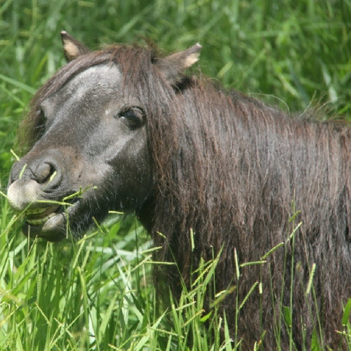 Mumma standing in long grass, a tuft of it in her mouth