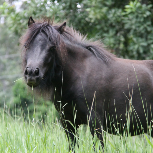 Sooty in long grass