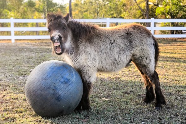 Rocket, a small buckskin-coloured Shetland pony in the herd, laughs next to a blue gym ball