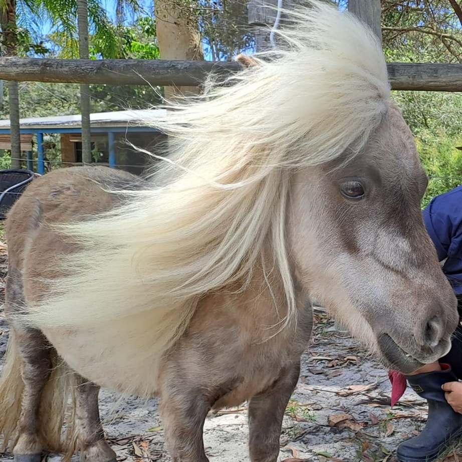 Trixie, with her mane blowing in the wind