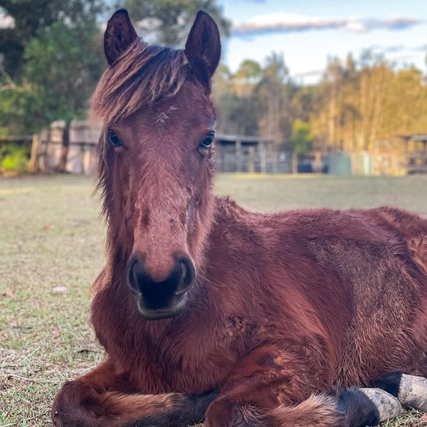 Phoenix lying down on the ground, his legs tucked beneath him