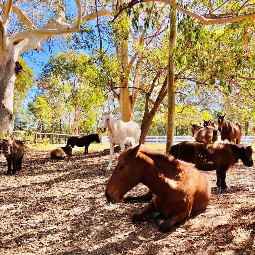 The Hoofbeats herd enjoying some shade