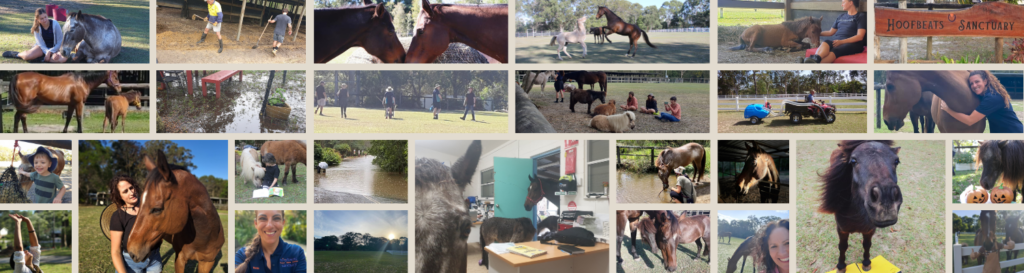 Annual Reviews – Hoofbeats Sanctuary