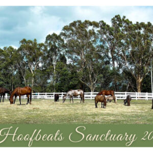The front cover of Hoofbeats' 2024 calendar; a picture of the herd grazing in a paddock