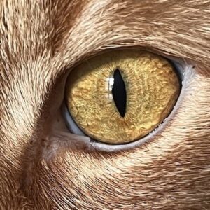 'Knowing' by Jasmine Chapman, a close up of the yellow eye of a cat