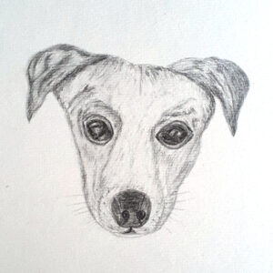 'Puppy Dog Eyes' by Kelly Williams, a drawing of a dog looking intensely at the viewer