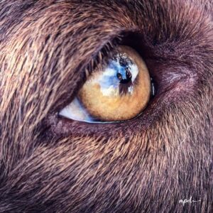 'I See You' by Melinda Parbery, a close up photo of a dog's eye