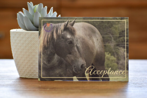 The front of our Affirmation Cards. This one has a photo of Indy and the theme "Acceptance"