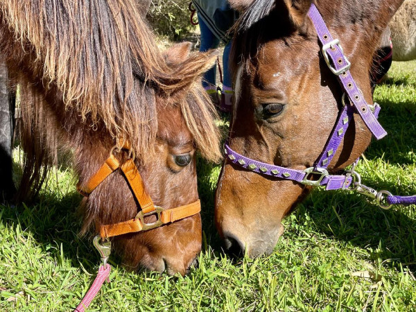 Phoenix and Mack grazing on some grass together