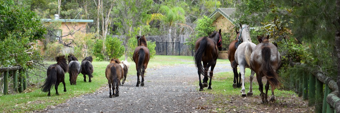 The Hoofbeats herd trotting down a pathway, backs to camera