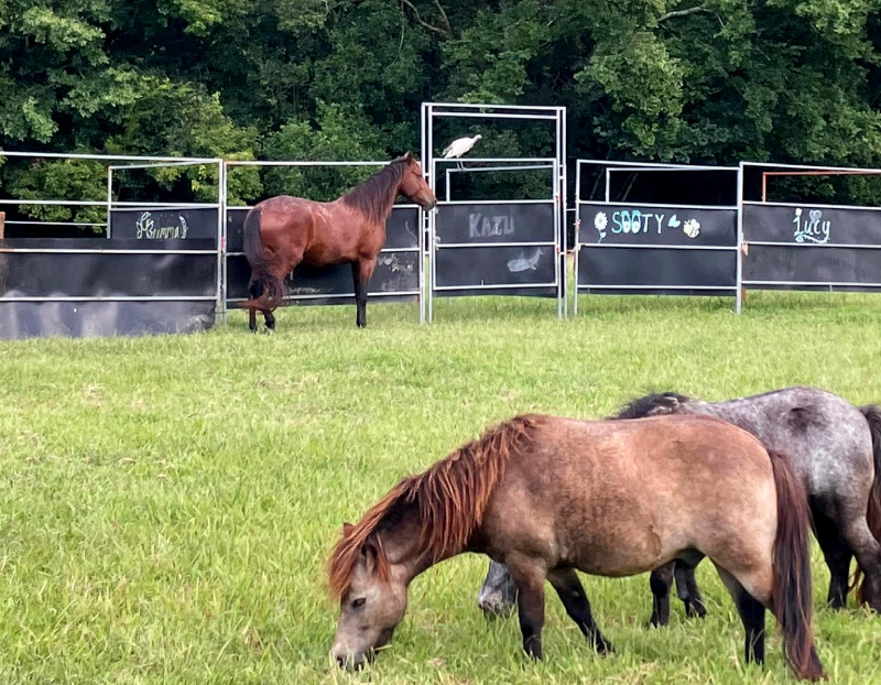 Rocket and Lucy grazing in front of their feed stalls